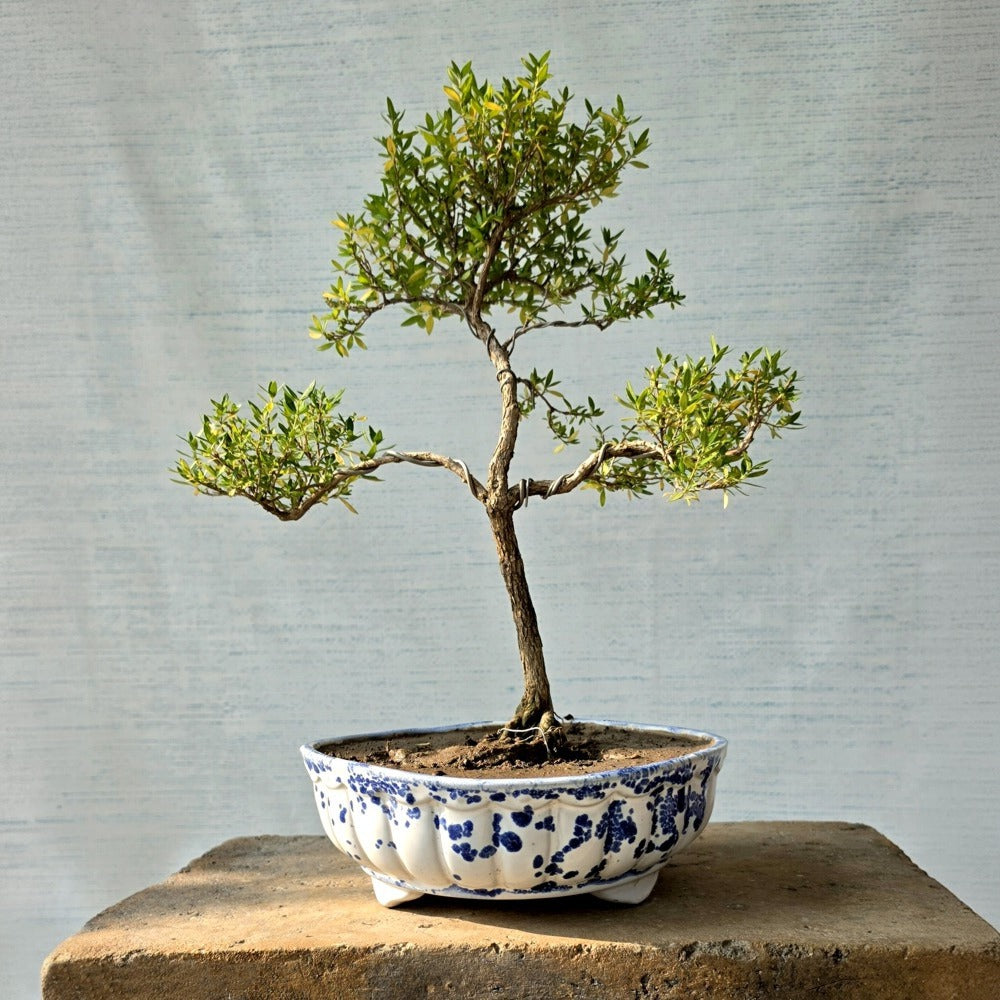 Jade Bonsai Tree