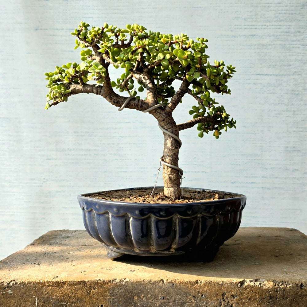Jade Bonsai Tree
