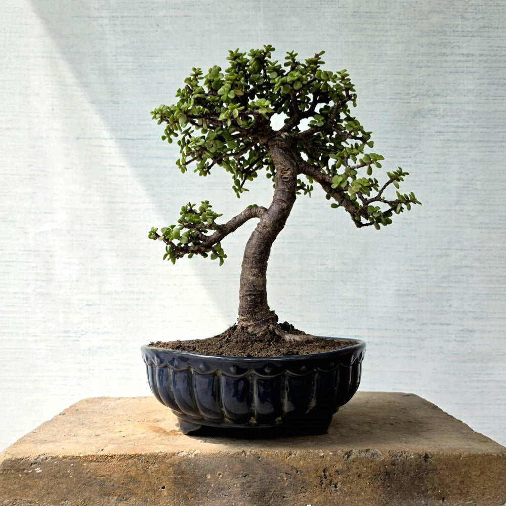 Jade Bonsai Tree