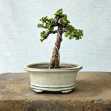 Jade Bonsai Tree