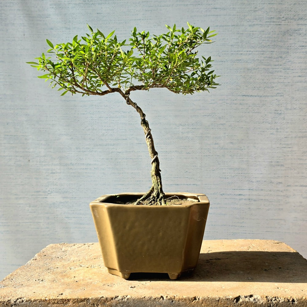 Snow Rose aka Serissa Bonsai Tree (Flowering)