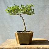 Snow Rose aka Serissa Bonsai Tree (Flowering)
