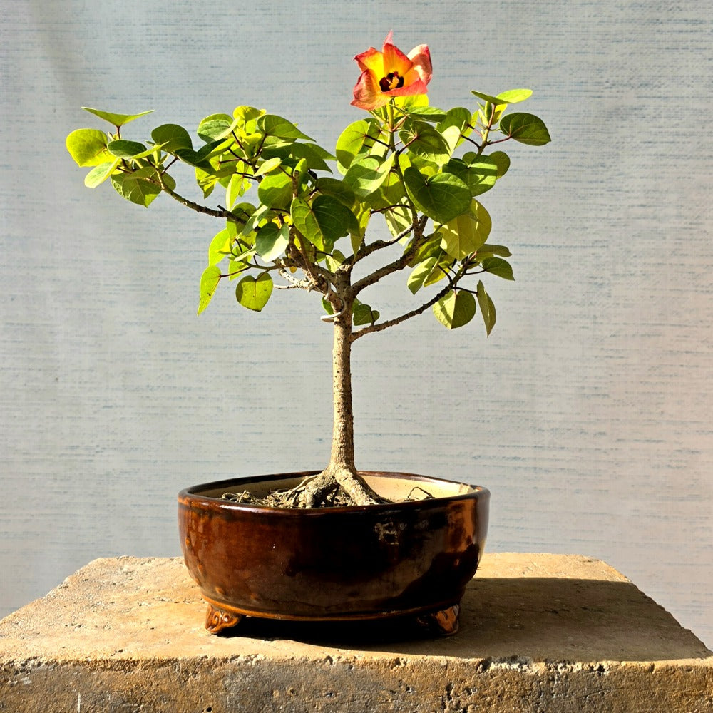 Sea Hibiscus Bonsai Tree