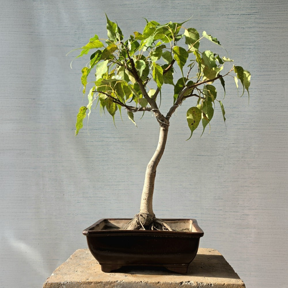 Ficus Religiosa aka Peepal Bonsai Tree