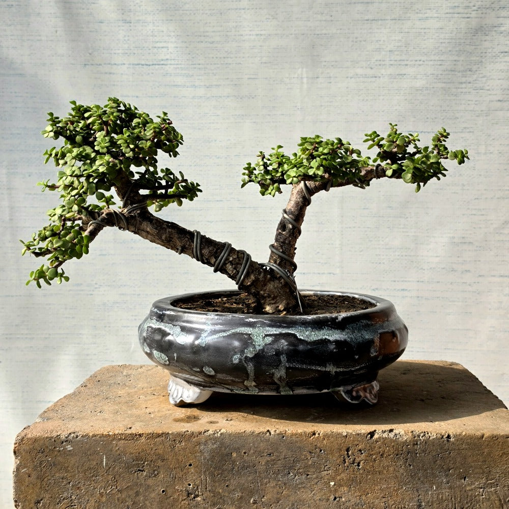 Jade Bonsai Tree