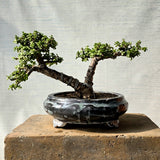 Jade Bonsai Tree