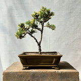 Juniper Bonsai Tree