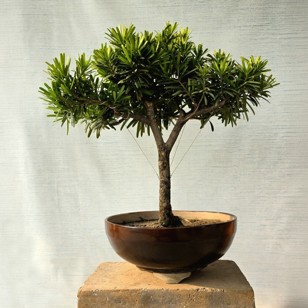 Podocarpus aka Buddhist pine Bonsai Tree