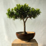 Podocarpus aka Buddhist pine Bonsai Tree