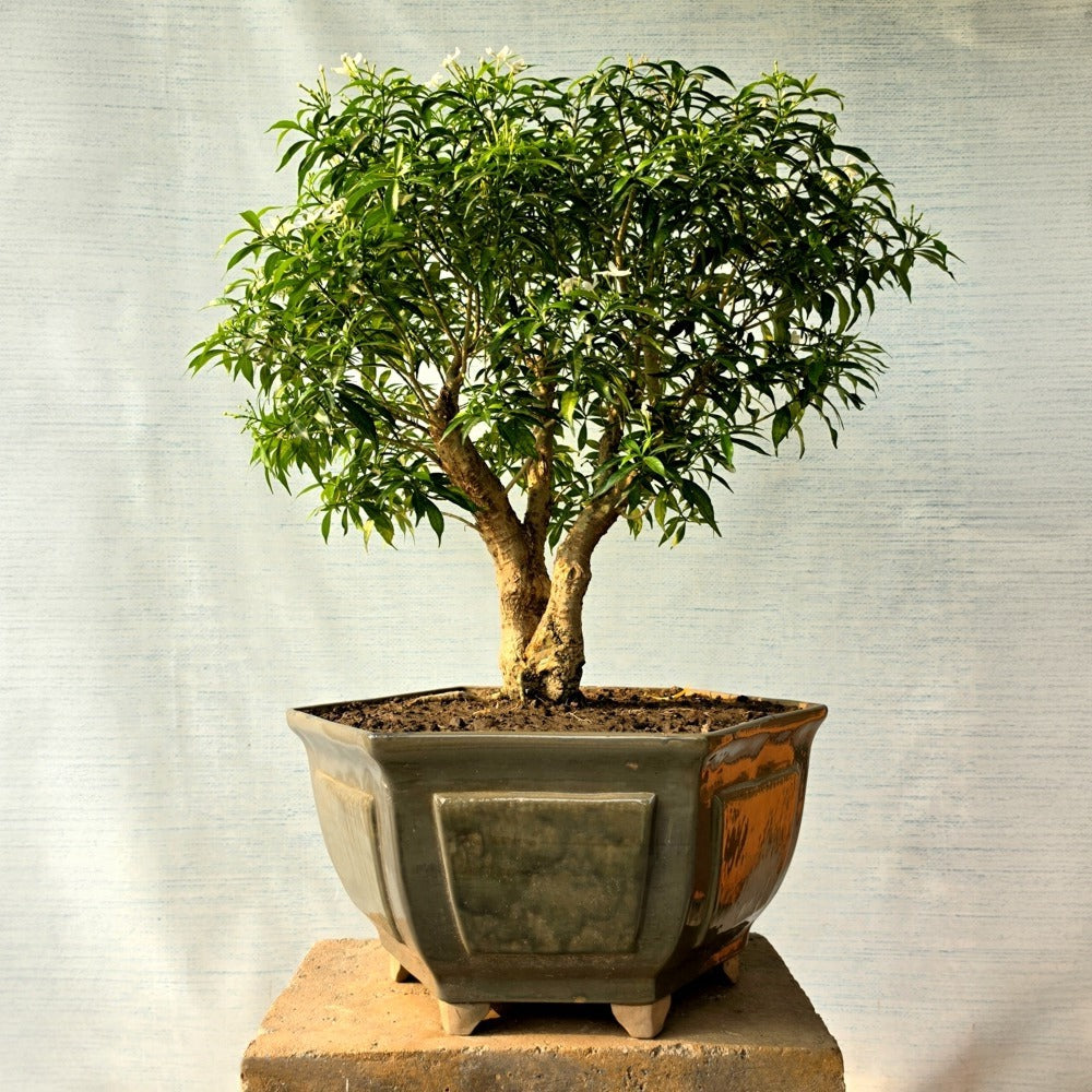 crape jasmine aka Chandni Bonsai Tree