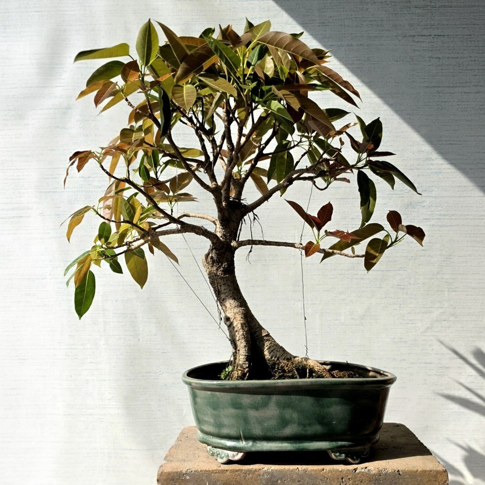 Pilkhan Bonsai Tree