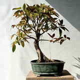 Pilkhan Bonsai Tree