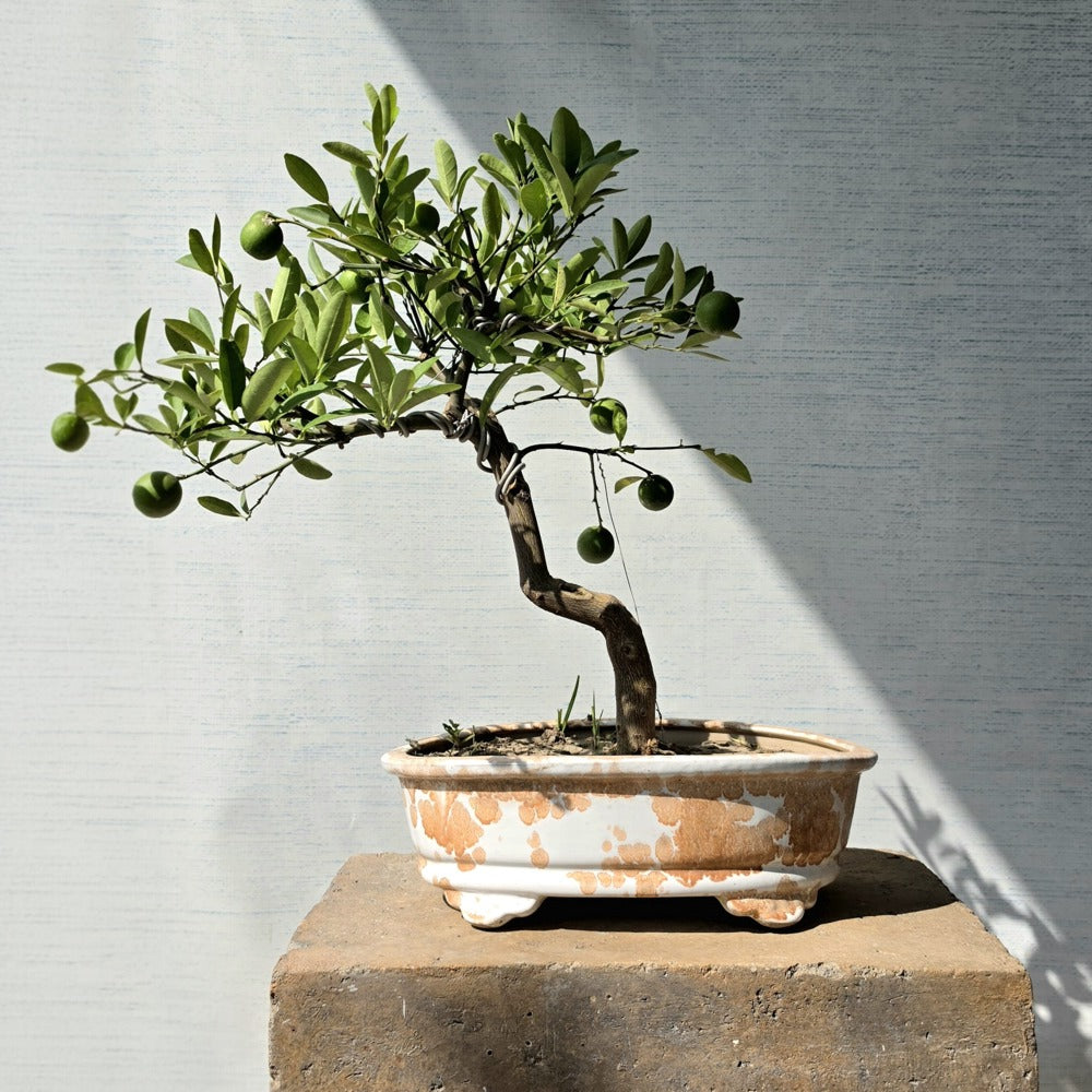 Lemon Bonsai Tree (Flowering & Fruiting)