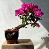 Bougainvillea Bonsai Tree (Slanting Style)