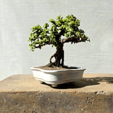 Jade Bonsai Tree