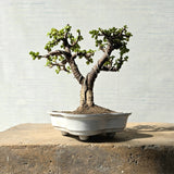 Jade Bonsai Tree