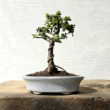 Jade Bonsai Tree