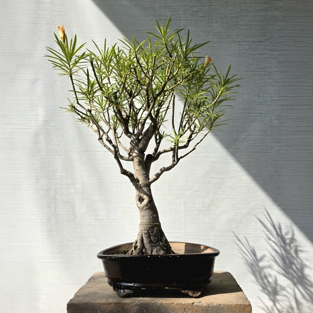 Nerium Oleander aka Kanair Bonsai Tree