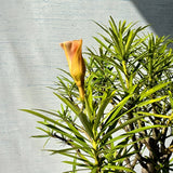 Nerium Oleander aka Kanair Bonsai Tree