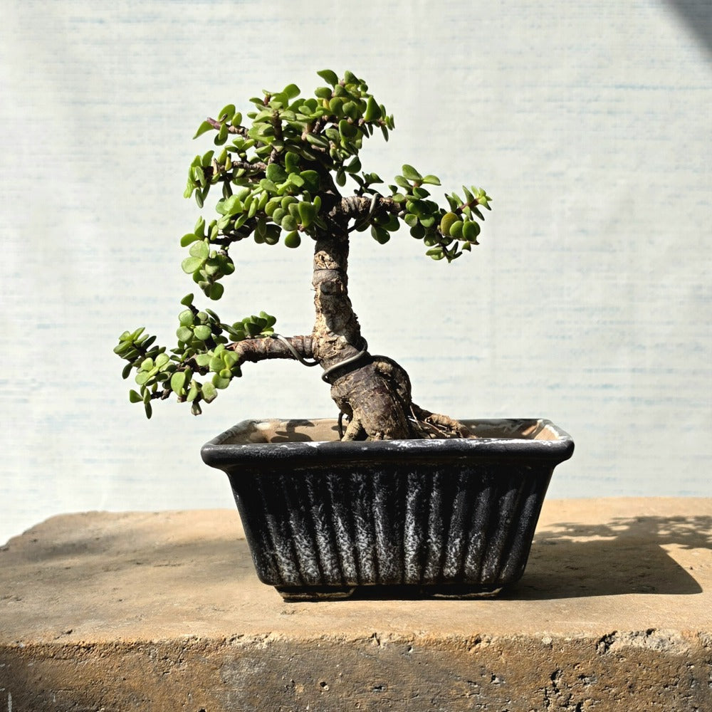 Jade Bonsai Tree