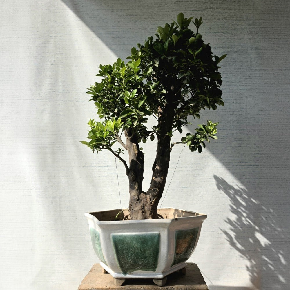 Tangerine aka kumquat Bonsai Tree (Flowering & Fruting)