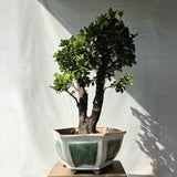 Tangerine aka kumquat Bonsai Tree (Flowering & Fruting)
