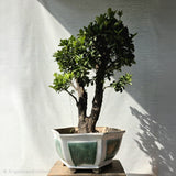 Tangerine aka kumquat Bonsai Tree (Flowering & Fruting)