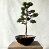 Juniper Bonsai Tree