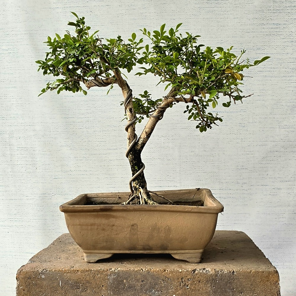 Murraya Paniculata Bonsai Tree