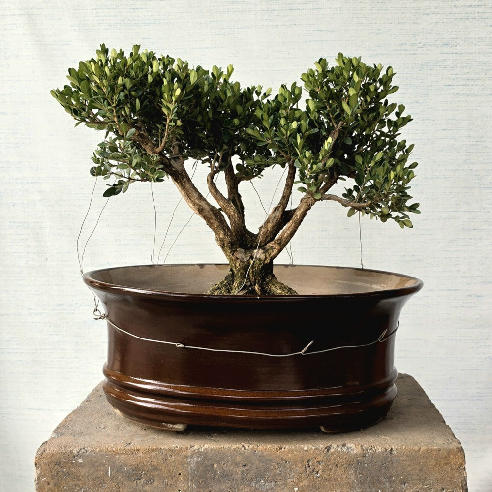 Boxwood Bonsai Tree