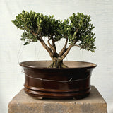 Boxwood Bonsai Tree