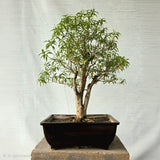 Crape Jasmine aka Chandni Bonsai Tree