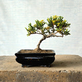 Juniper Bonsai Tree