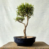 Ficus Bonsai Tree