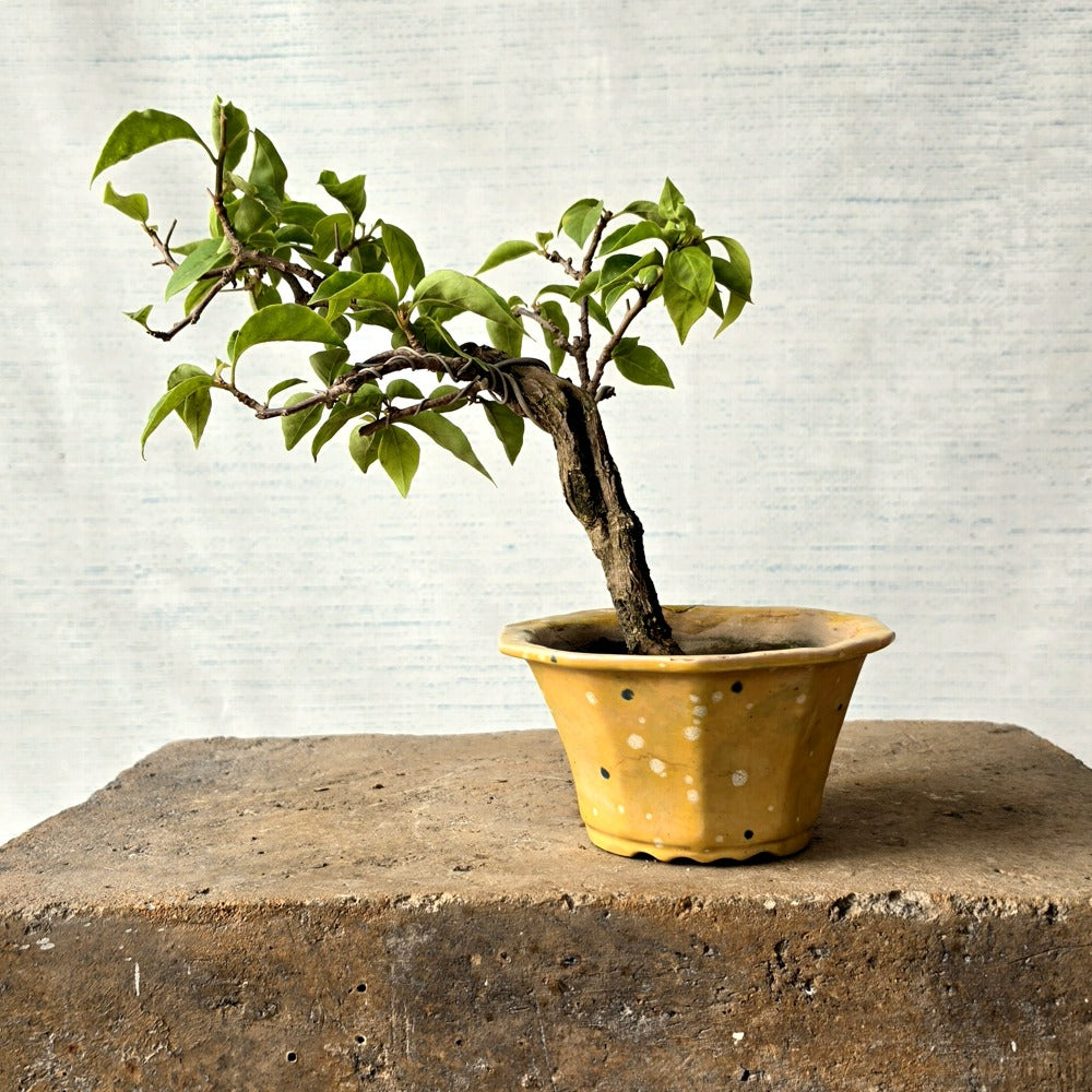 Bougainvillea Bonsai Tree