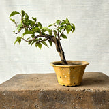 Bougainvillea Bonsai Tree