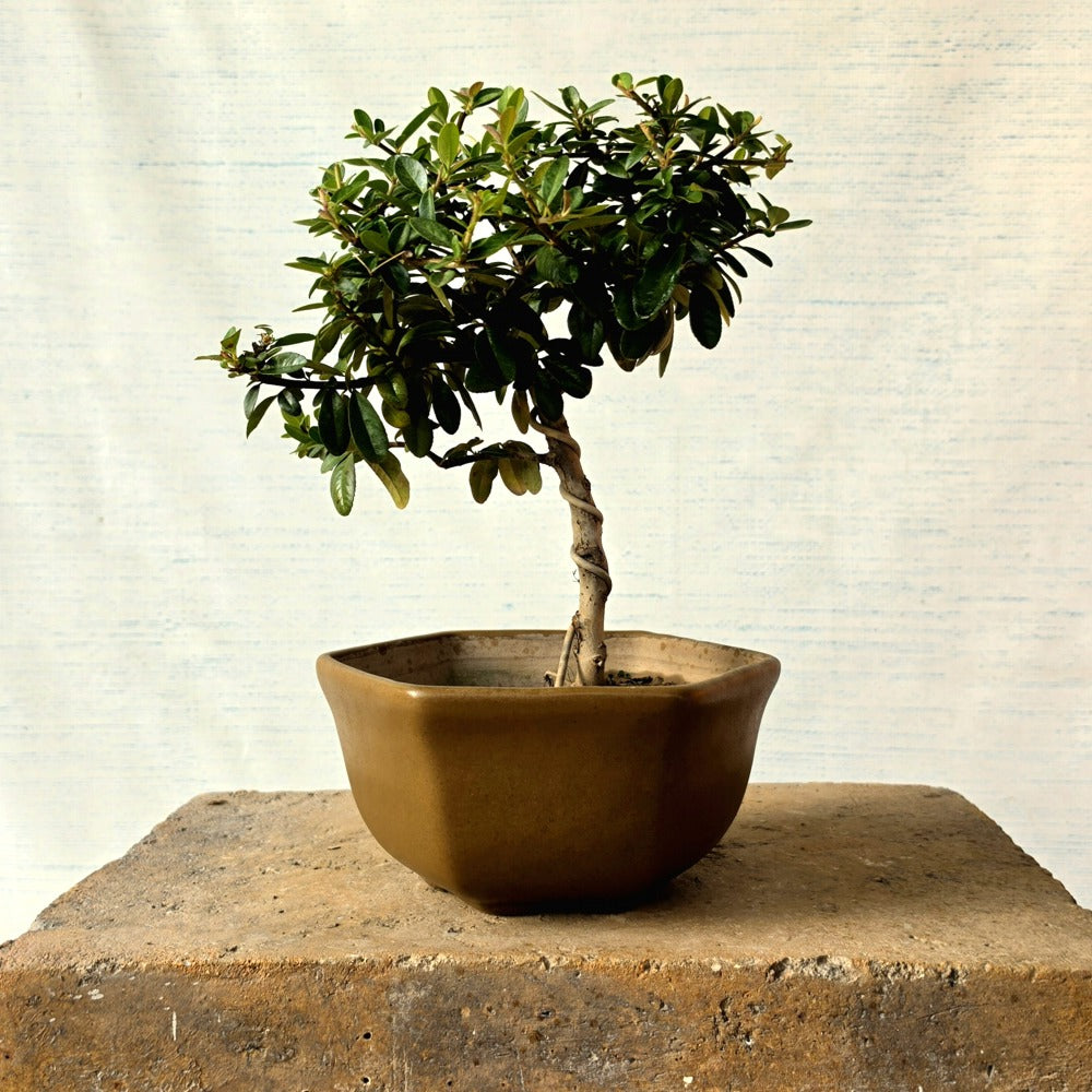 Pyracantha Bonsai Tree (Flowering & Fruiting)