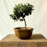 Pyracantha Bonsai Tree (Flowering & Fruiting)