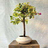 Bougainvillea Bonsai Tree