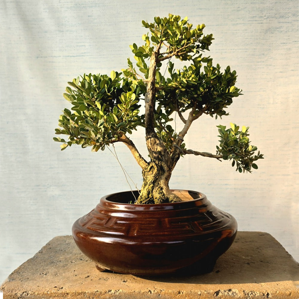 Boxwood Bonsai Tree