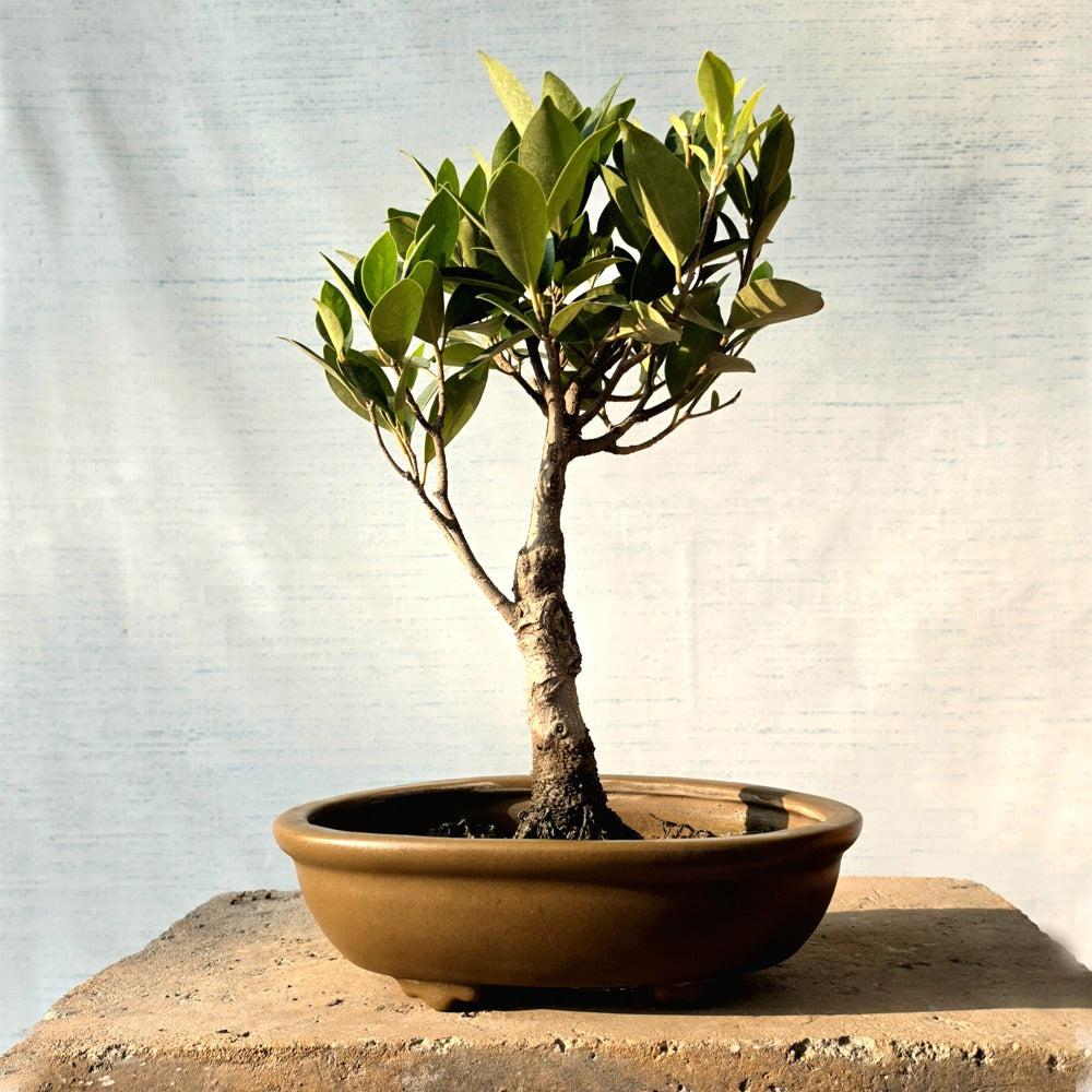 Ficus Bonsai Tree