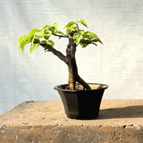 Bougainvillea Bonsai Tree