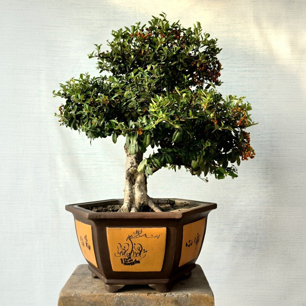 Pyracantha Bonsai Tree (Flowering & Fruiting)