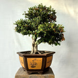 Pyracantha Bonsai Tree (Flowering & Fruiting)