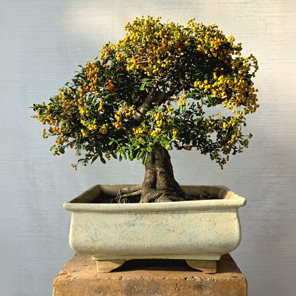 Pyracantha Bonsai Tree (Flowering & Fruiting)