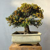 Pyracantha Bonsai Tree (Flowering & Fruiting)