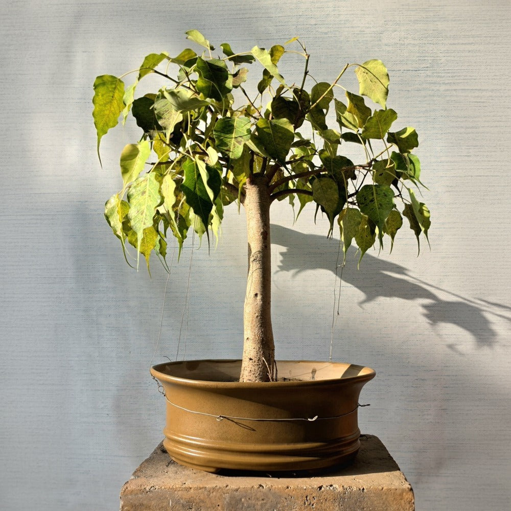 Ficus Religiosa aka Peepal Bonsai Tree