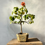 Sea hibiscus Bonsai (Flowering)