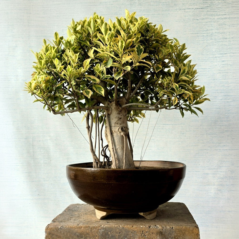 Ficus Bonsai Tree