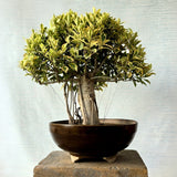 Ficus Bonsai Tree